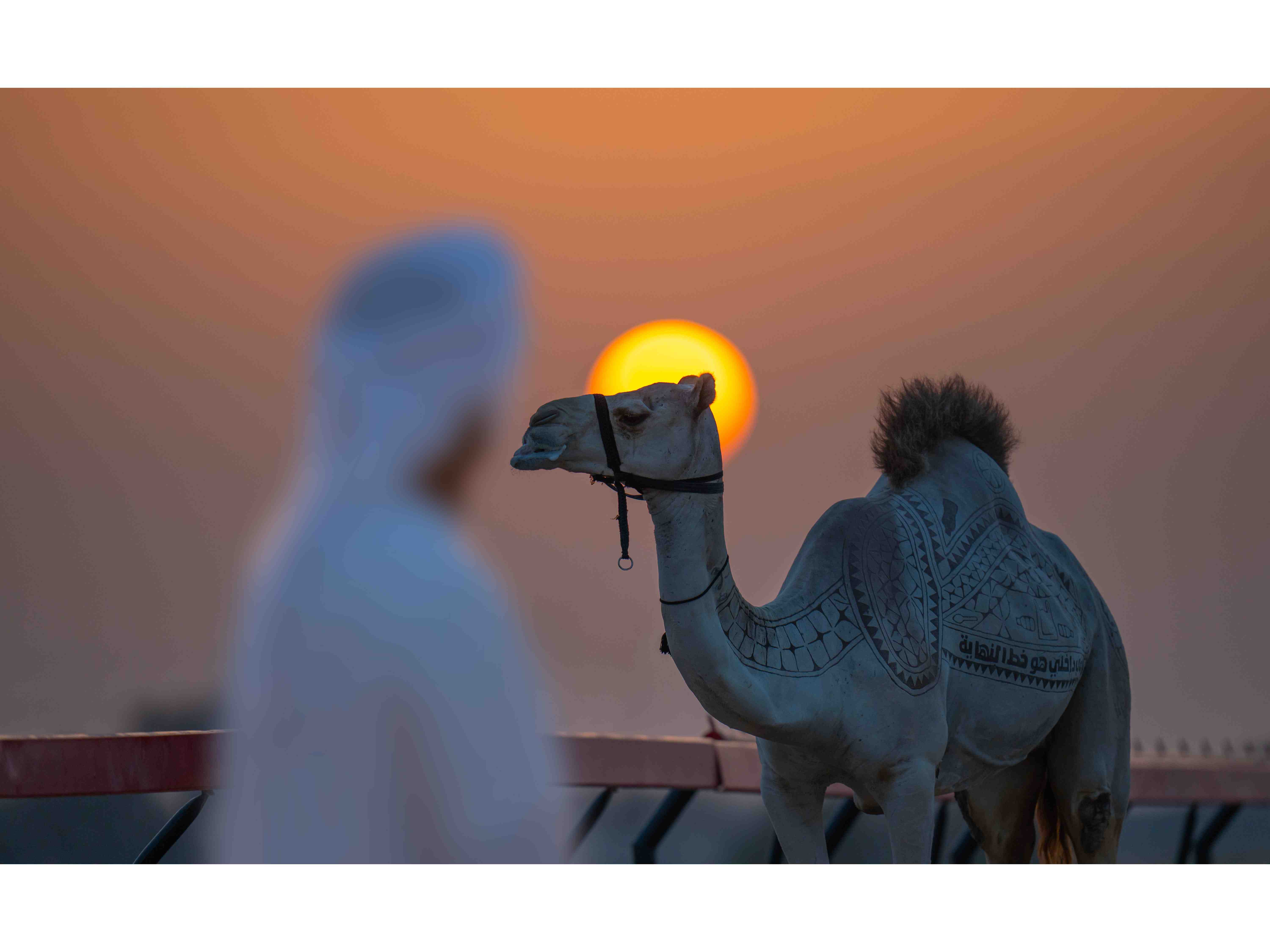 BEEAH launched ‘Race for Life’ campaign to raise awareness on the impact of plastic pollution on camels Image