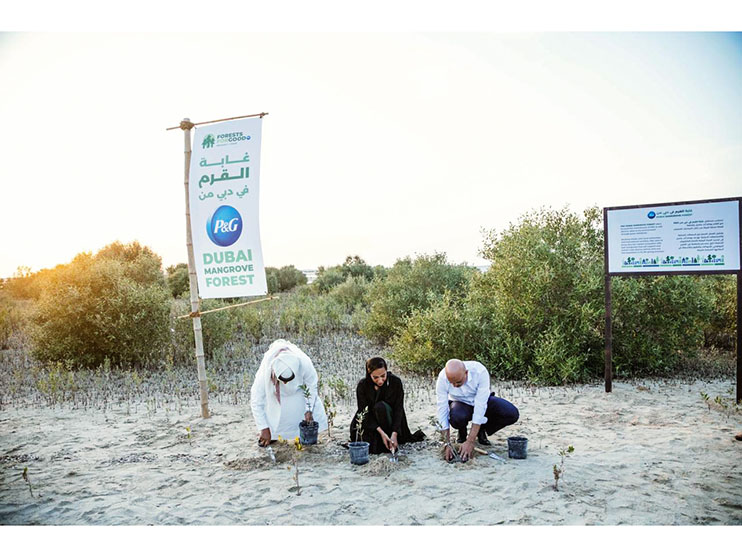 Emirates Marine Environmental Group and Procter & Gamble Launch the P&G Dubai Mangrove Forest Image
